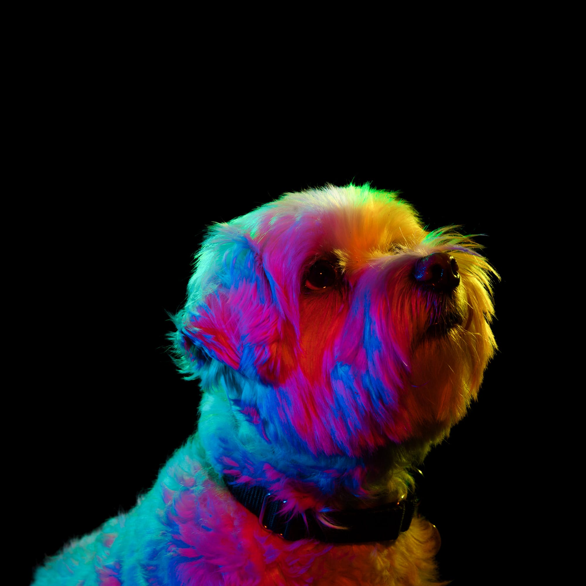 Colorful Portraits of Adoptable Dogs Photographed by Paul Octavious Colossal
