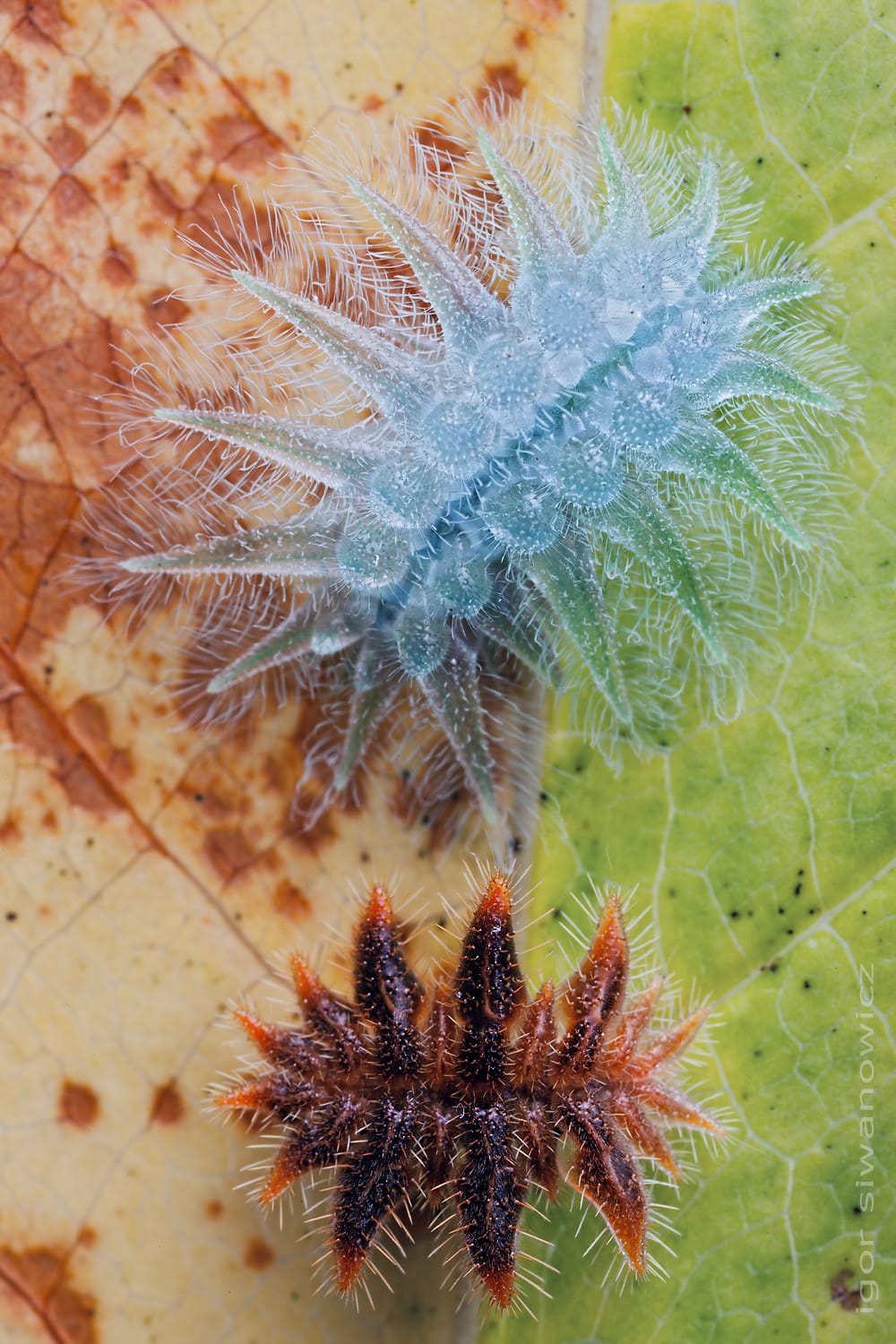 Radically Unusual Caterpillars Captured by Photographer Igor Siwanowicz