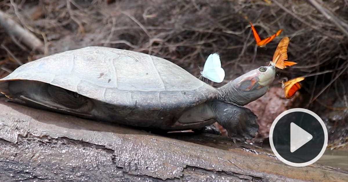 Watch Amazonian Butterflies Take Sips of a Turtle’s Salty Tears Colossal