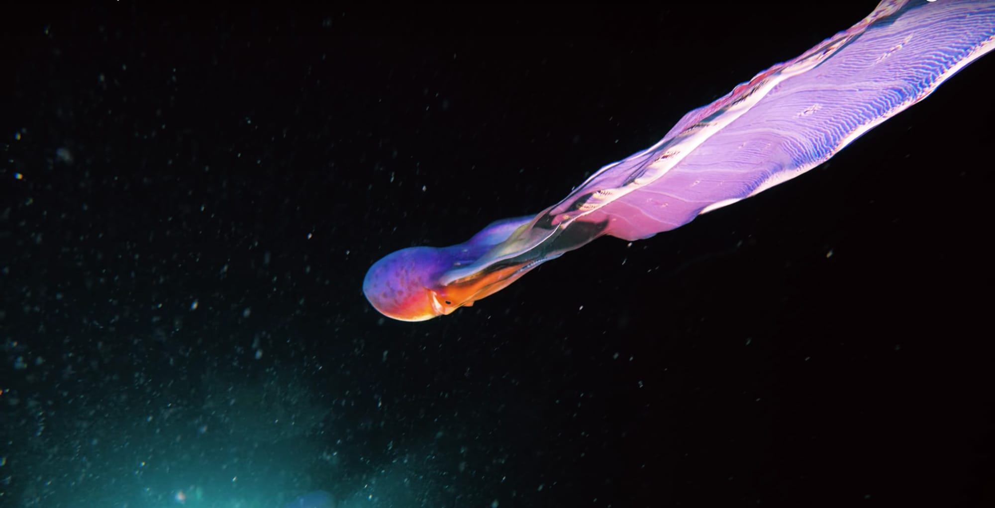 Underwater Footage Captures the Mesmerizing Iridescent s of Two