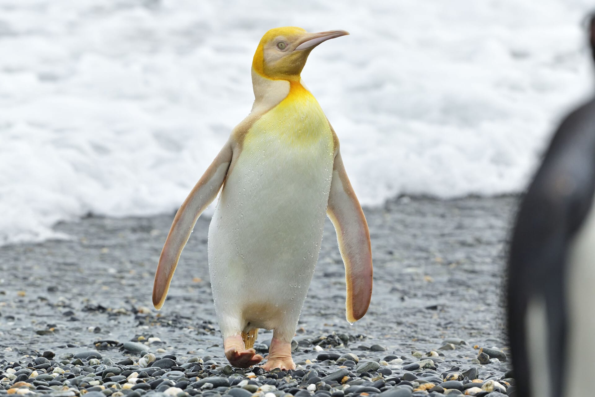 A Rare Yellow Penguin Has Been Photographed for the First Time on a