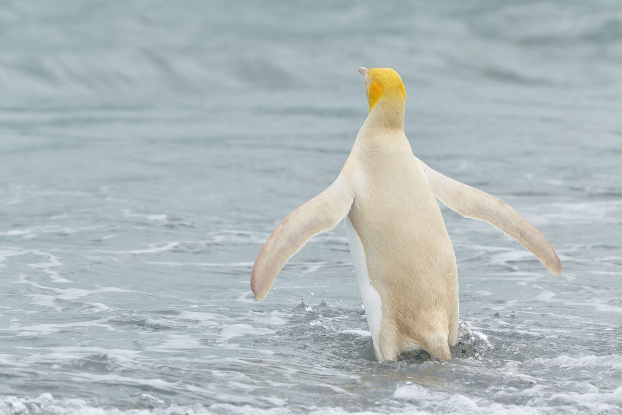 A Rare Yellow Penguin Has Been Photographed for the First Time on a