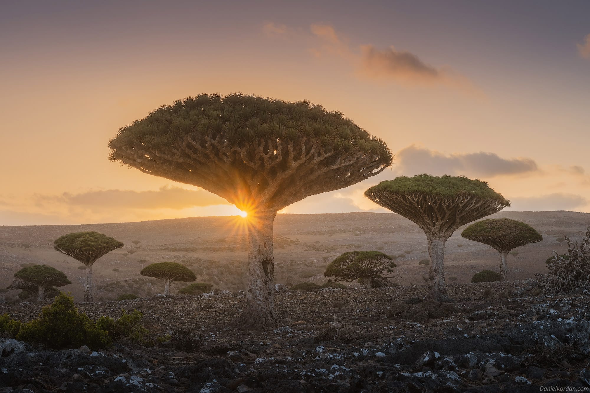 A Magical Series Captures the Gnarled Branches of Socotra’s Dragon