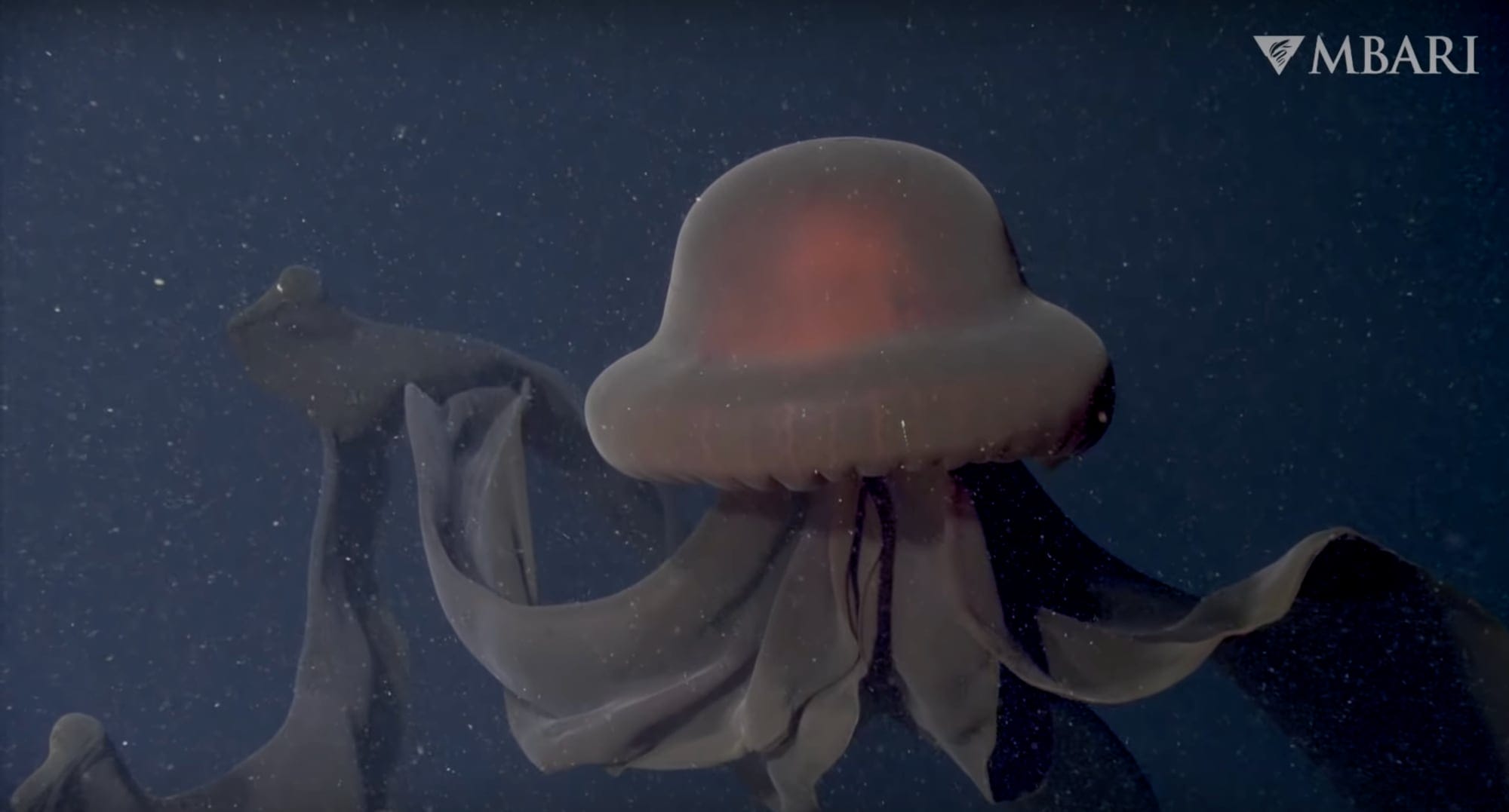 A Rare Encounter with the Elusive Giant Phantom Jellyfish Captures Its