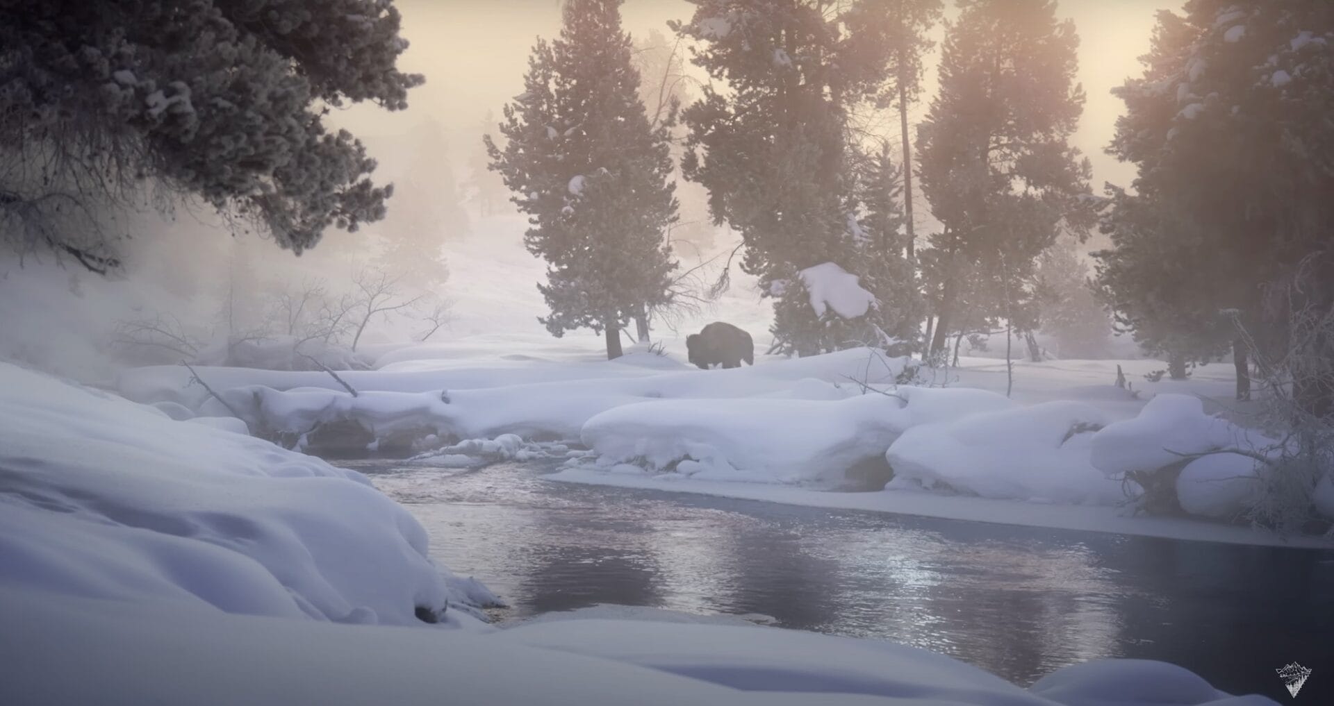 In Drew Simms’s Short Film, Yellowstone National Park’s Gentle Giants