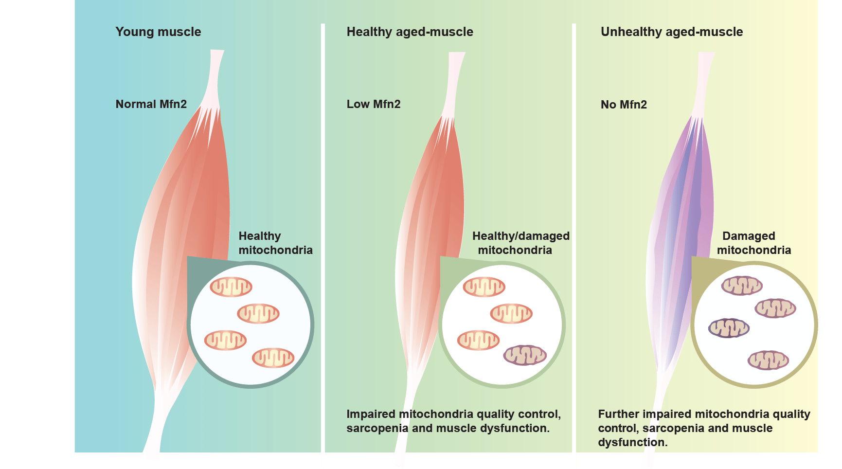 What Effects Does Ageing Bring?