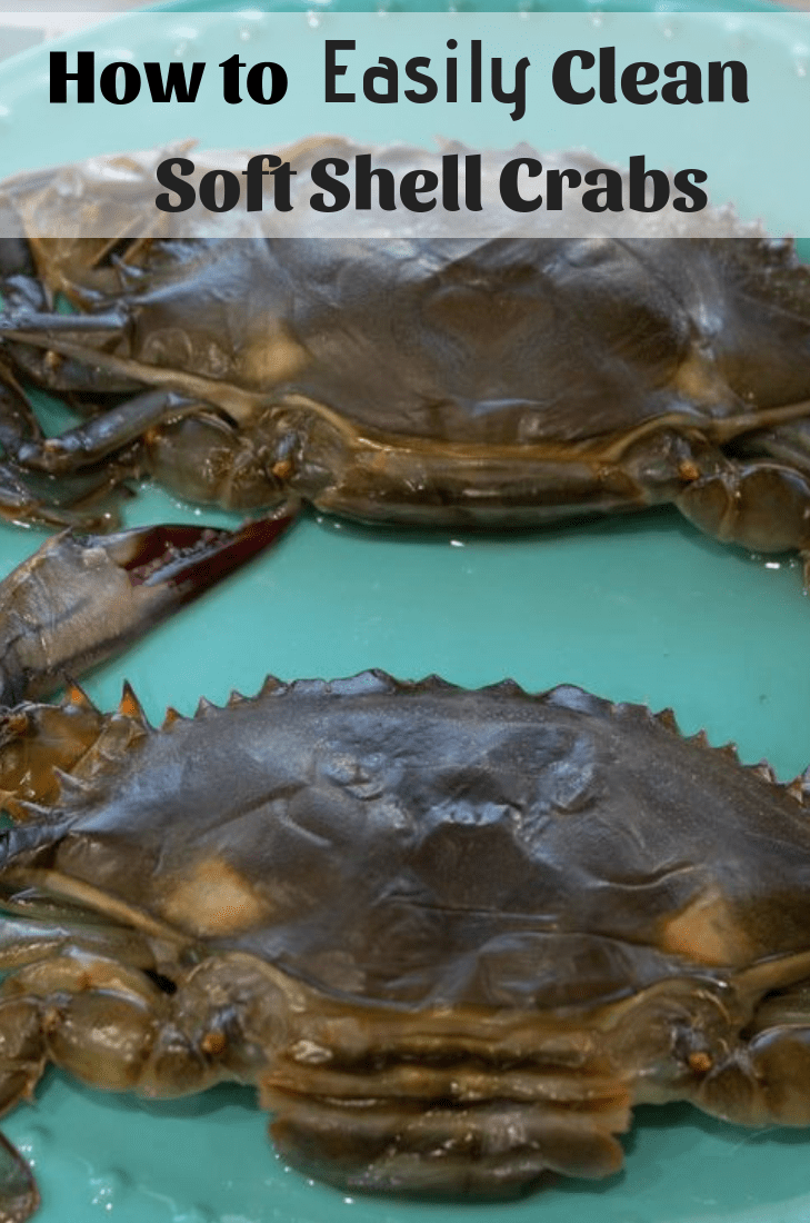How to Clean Soft Shell Crabs This Ole Mom