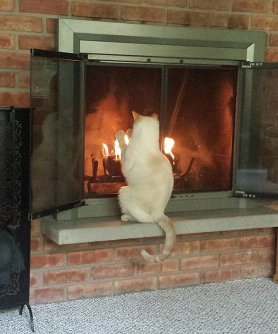 Cute Photo Of Cats That Find Comfort In Finding Warm Spots This Way Come