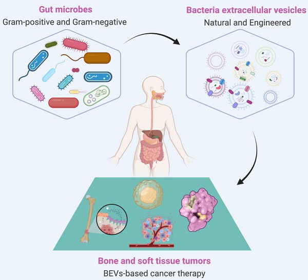 Bacterial extracellular vesiclesbased therapeutic strategies for bone
