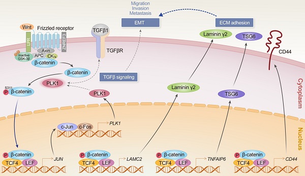 PLK1-mediated phosphorylation of β-catenin enhances its stability and