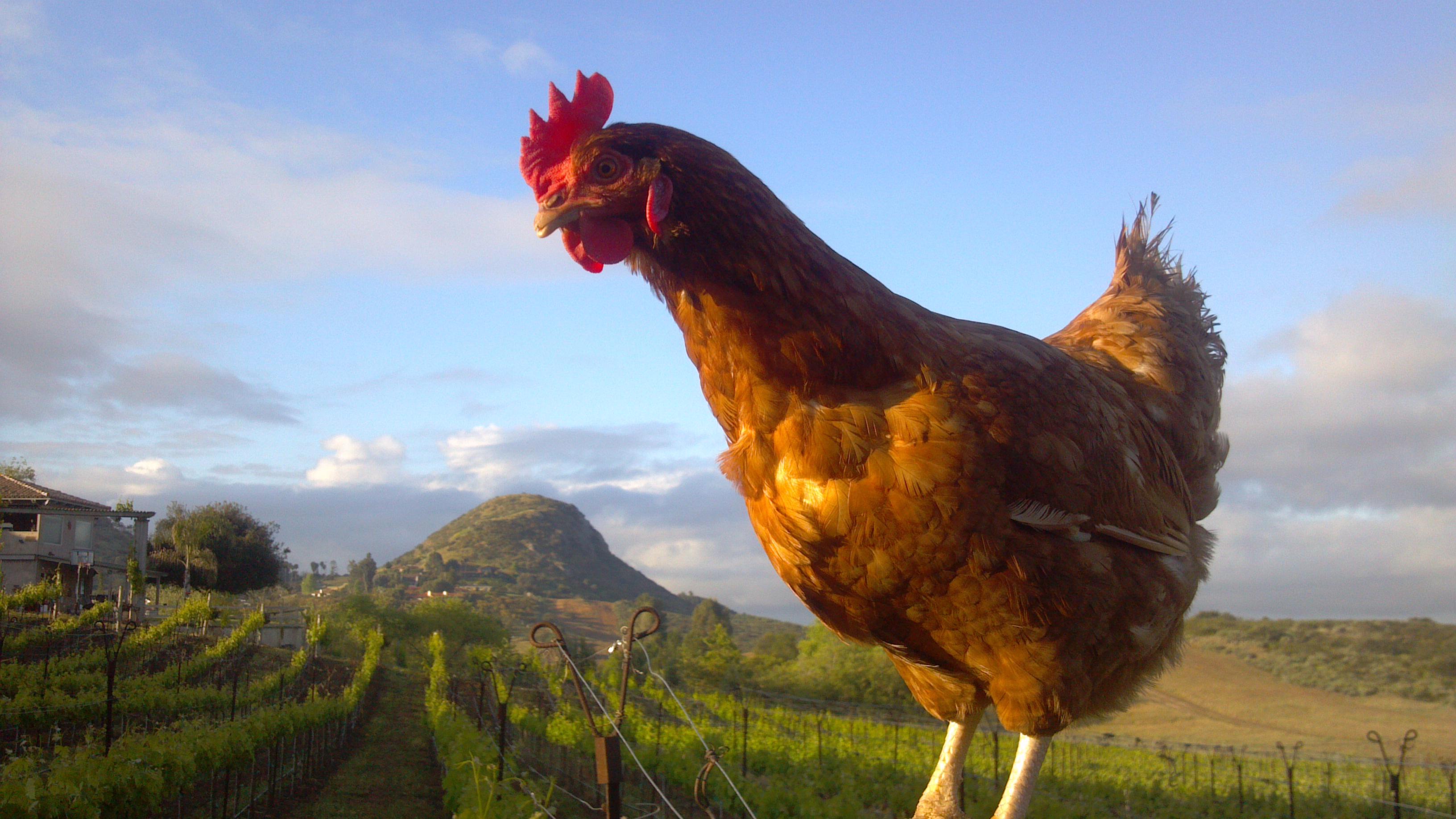 Urine Eating Chicken From Outer Space THE PHILOSOPHY OF EVERYTHING