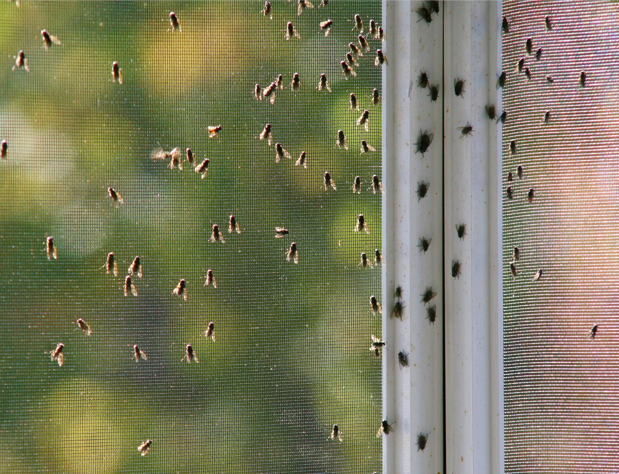 How to Get Rid of Fruit Flies & Gnats Get Rid of Gnats