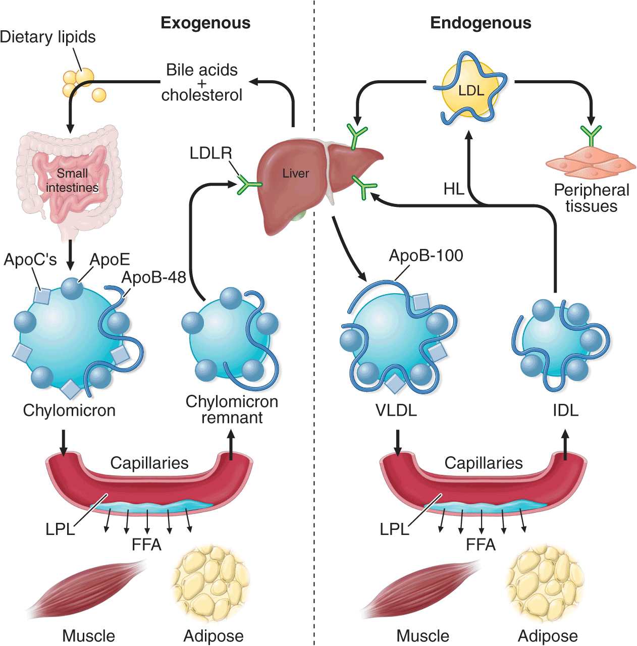 Disorders of Lipoprotein Metabolism Thoracic Key