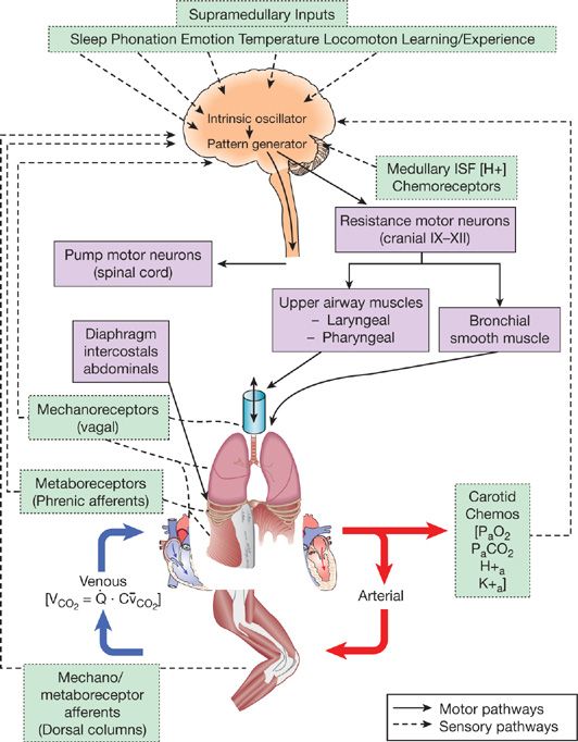 Mechanism Of Respiratory System