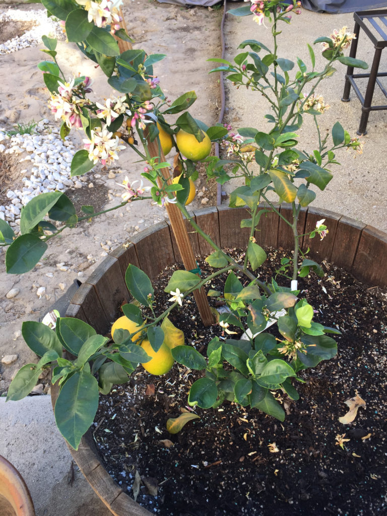 Growing Meyer Lemon Trees in Containers Those Someday Goals