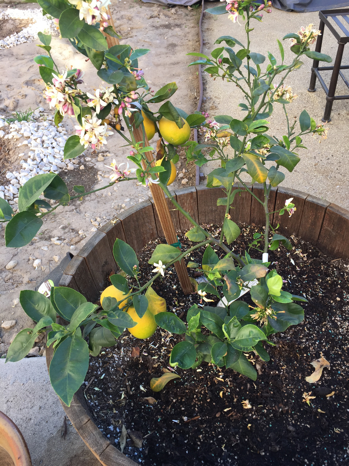 Growing Meyer Lemon Trees in Containers Those Someday Goals