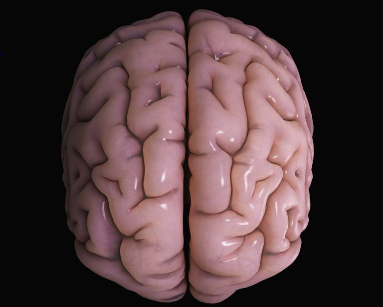 What Does the Brain's Cerebral Cortex Do?