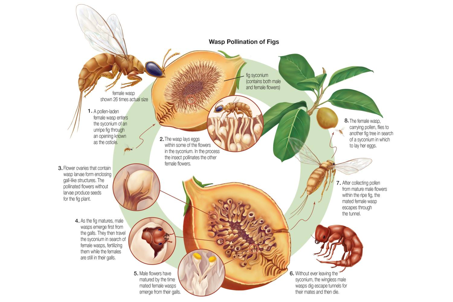 What Is Coevolution? Definition and Examples