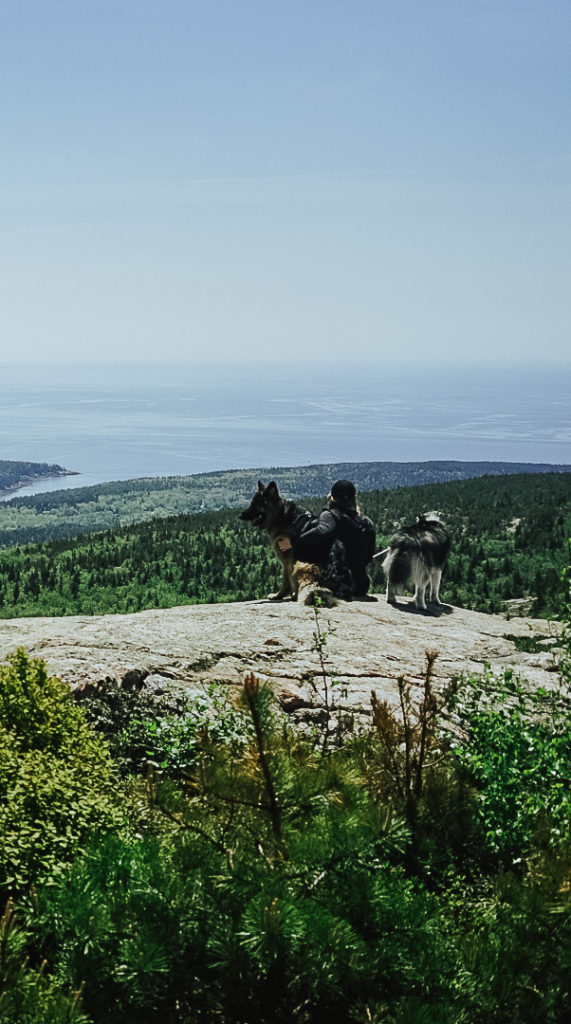 5 Can’t Miss Dog Friendly Hikes at Acadia National Park
