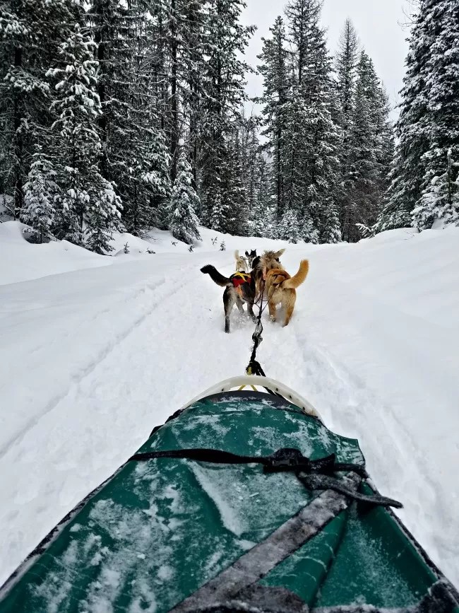 10 Best Winter Things to Do In Kalispell & Whitefish Montana! Thrifty