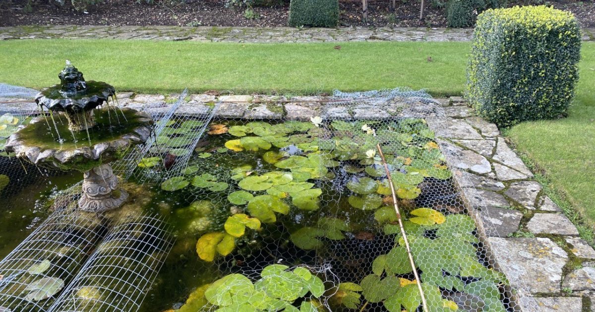 Netting a pond Thrive