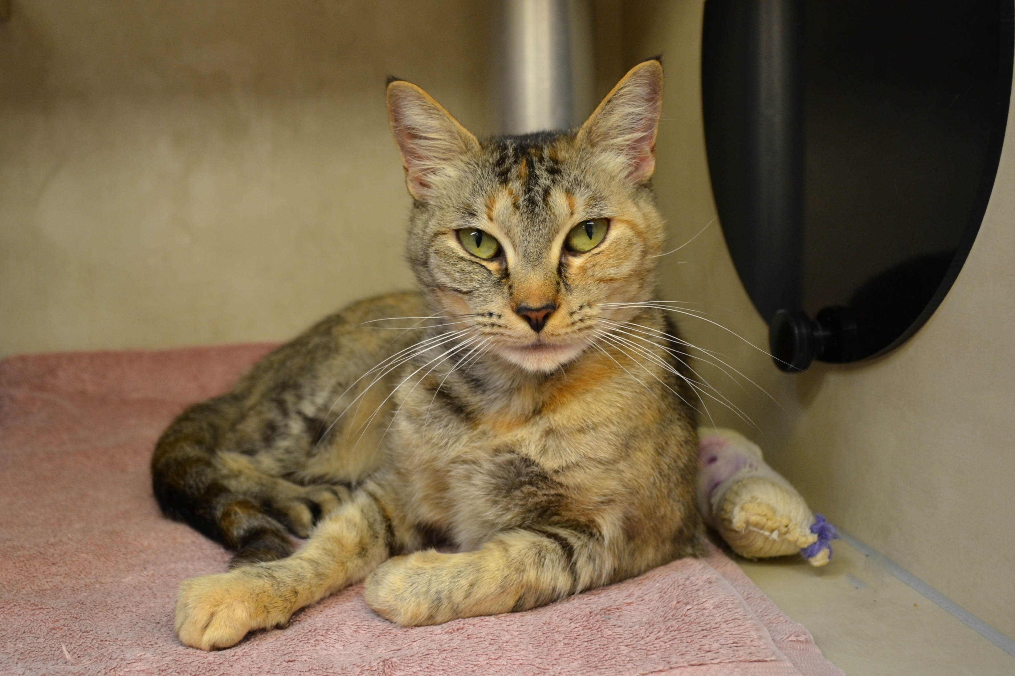Alachua County Animal Services valivanovdesign