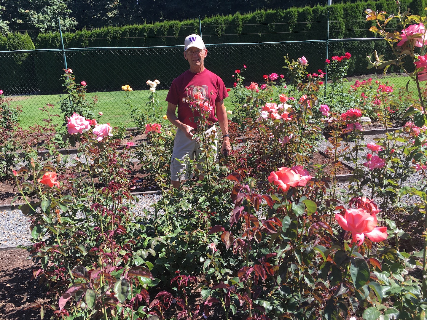 Centennial Rose Garden Attracts Visitors Near and Far ThurstonTalk
