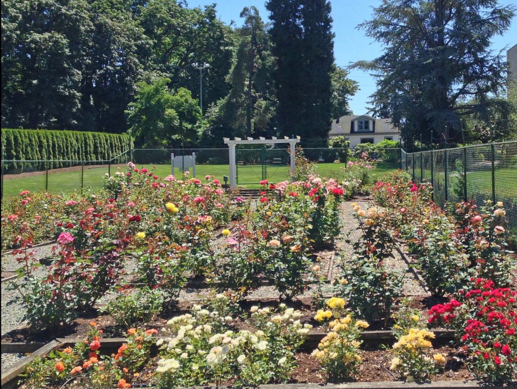 Centennial Rose Garden Attracts Visitors Near and Far ThurstonTalk