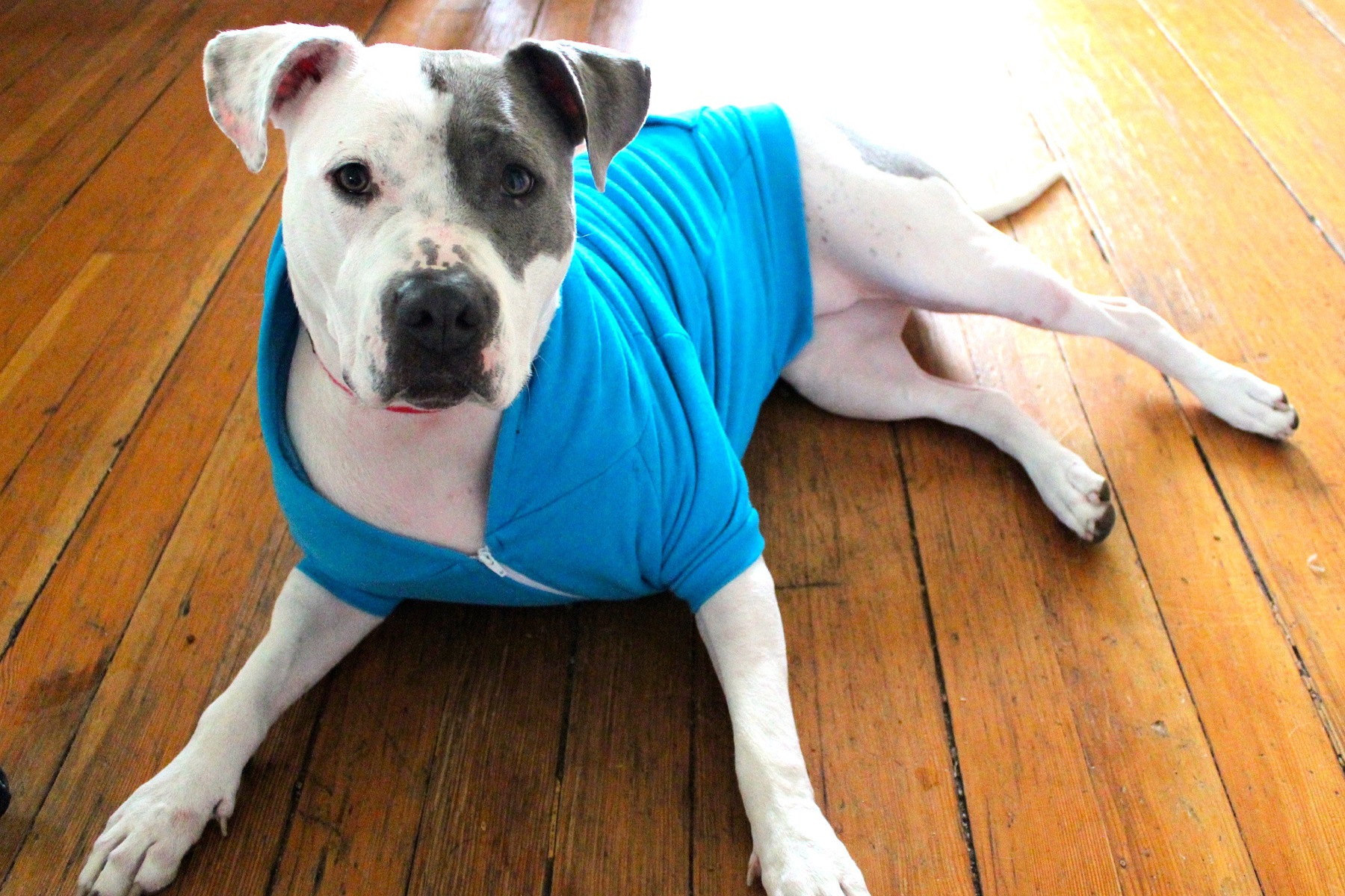 Craigslist thurston. Craigslist thurston.