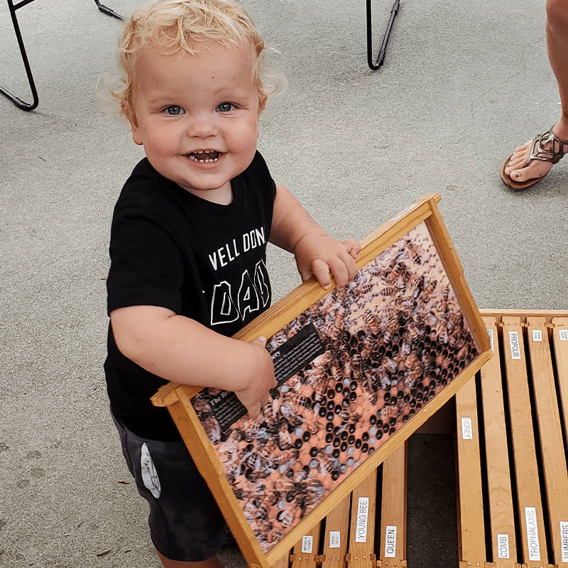 Observation Hive with Olympia Beekeepers Association ThurstonTalk