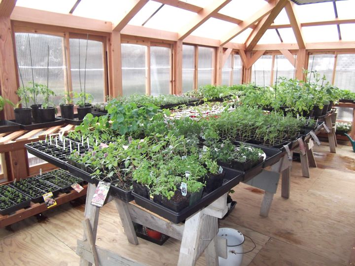 Thyme Nursery Gardening Flowers, Seeds, Vegetables Plant & Books