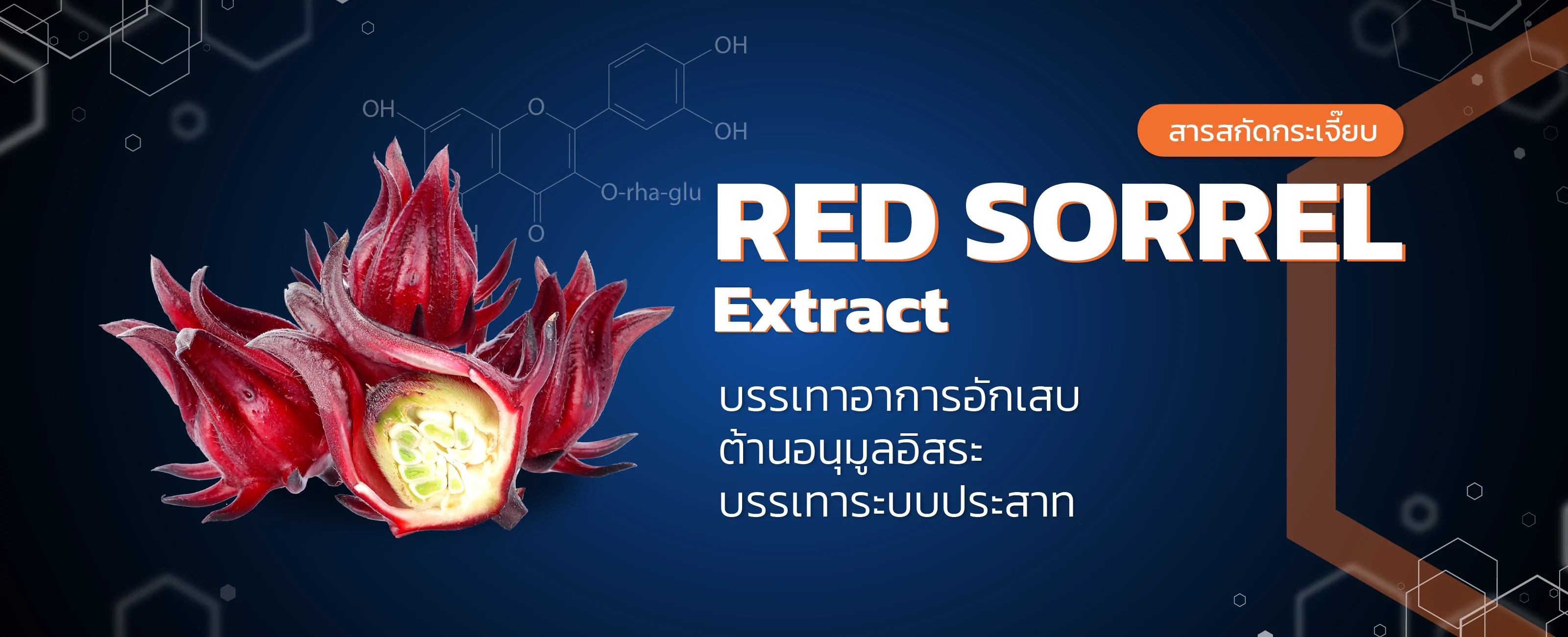 สารสกัดกระเจี๊ยบแดง (Red sorrel extract) Technopreneur International