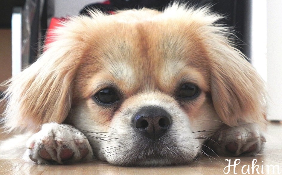 Giftiges für den Hund/Allergien Tibet Spaniel, Shunyata