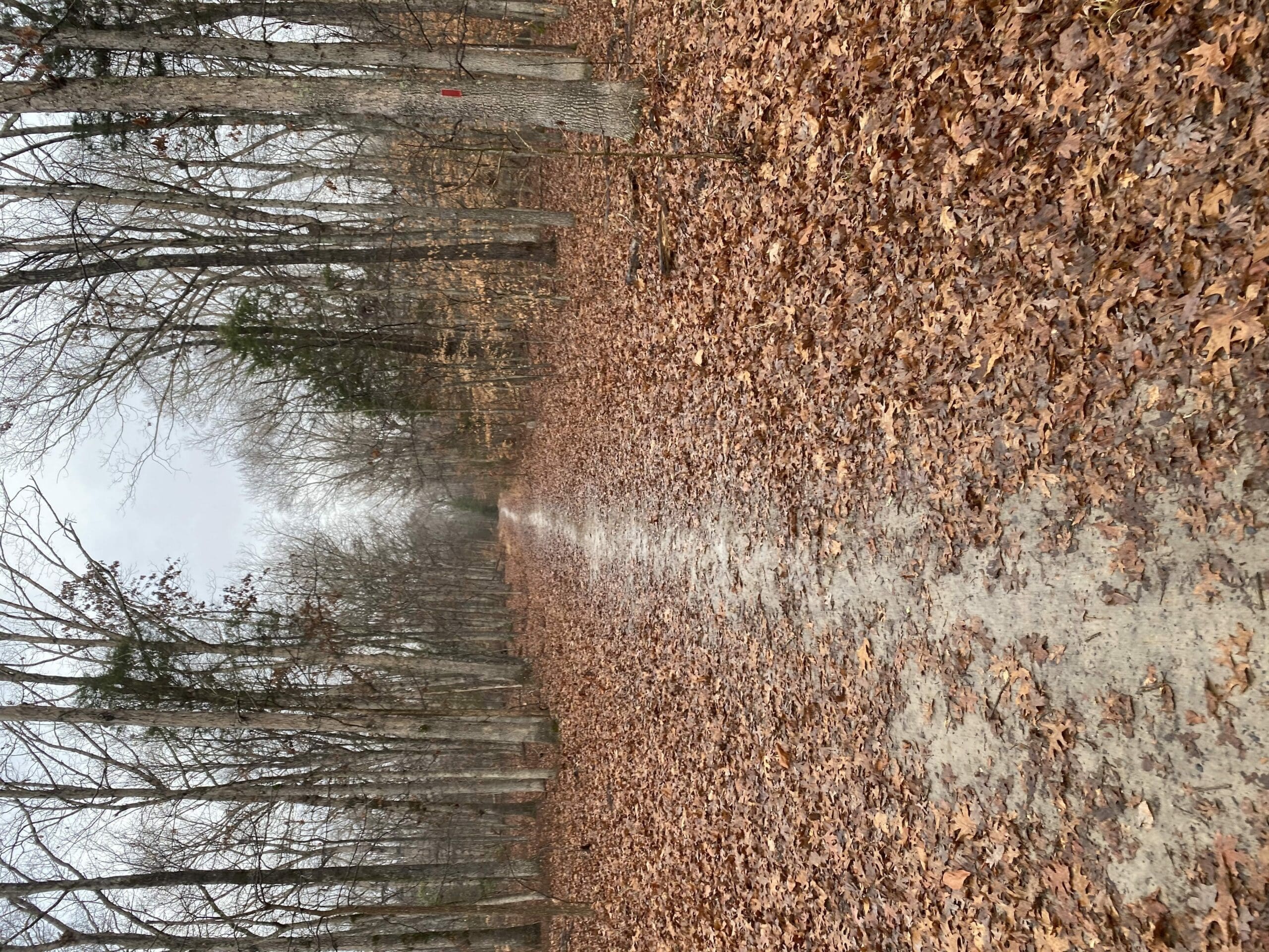 Cabin, Pine, and Big Woods Trail at Powhatan State Park with BGHRVA
