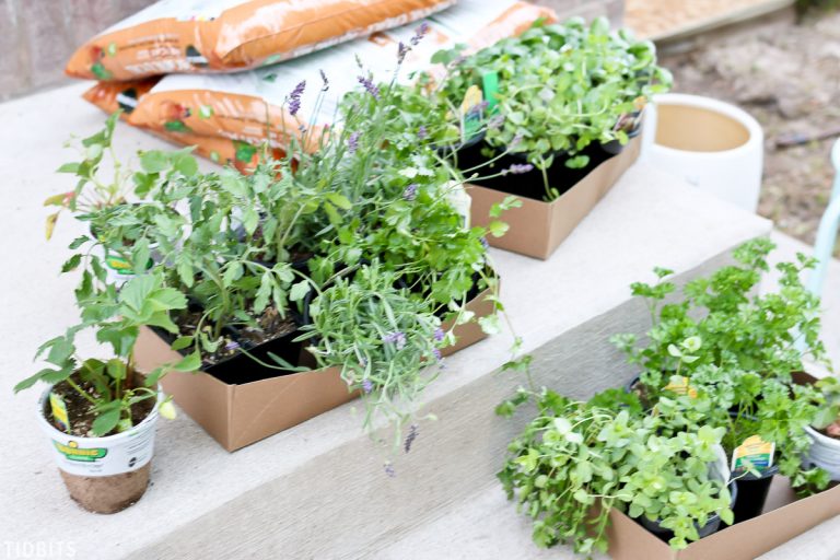 Must Know Tips for Container Herb Gardening Tidbits
