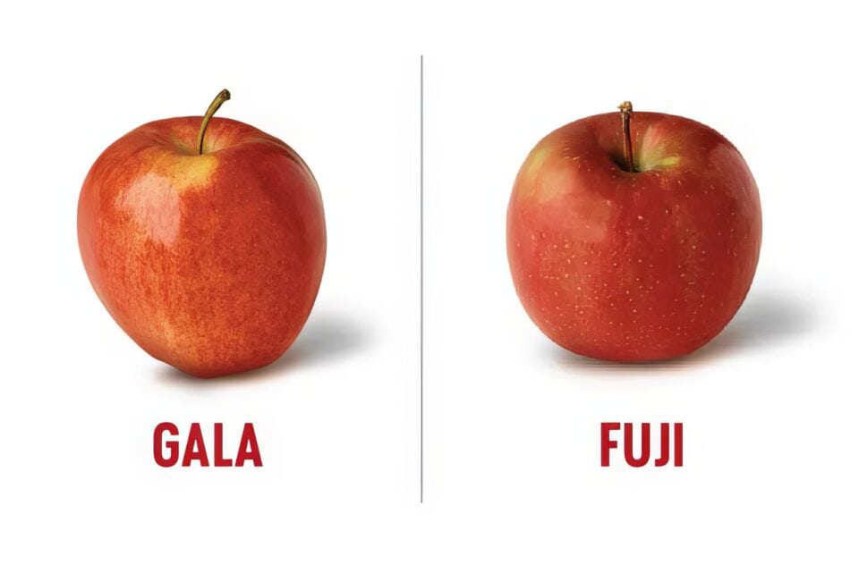 Fuji Vs Gala Apples How Are They Different? Tidbits Of Experience