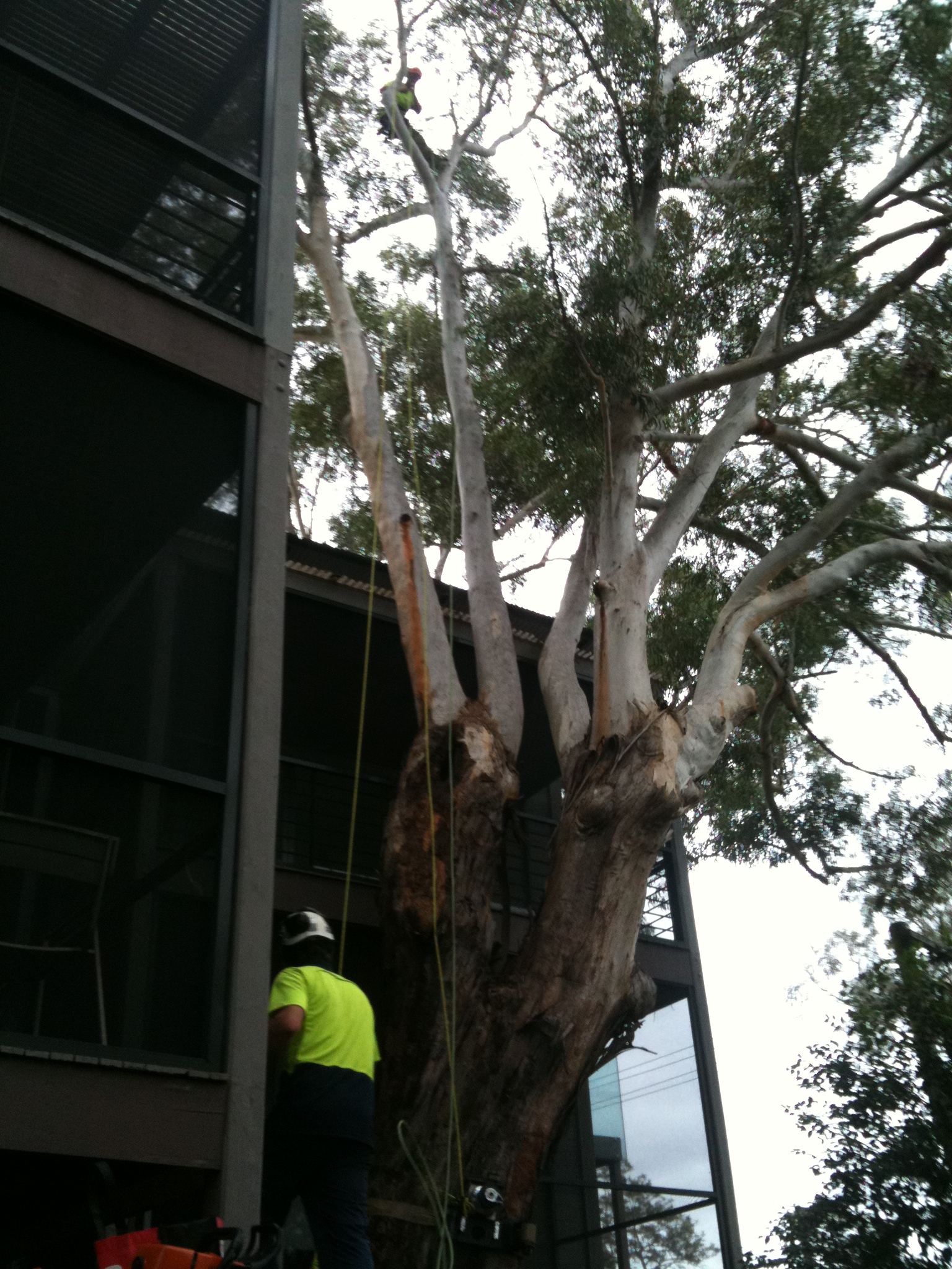 Tree Pruning Sydney Tidy Tree Work