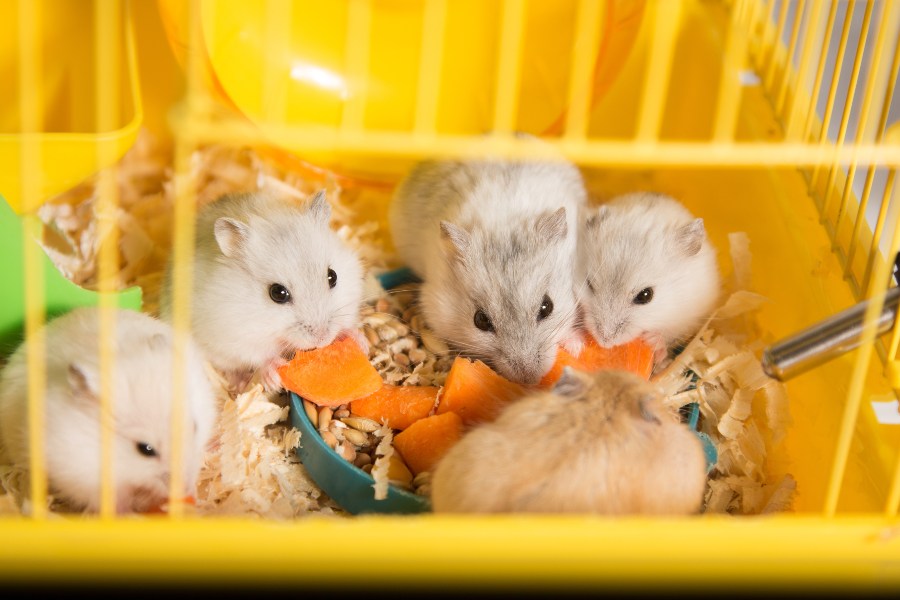¿Cómo saber si un hamster es macho o hembra? Tiendanimal