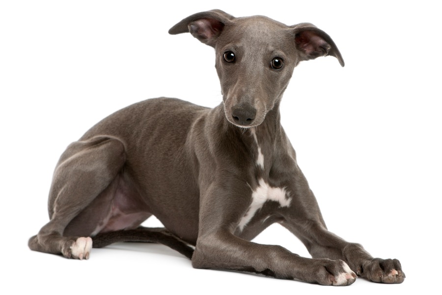 Razas de perro Whippet Tiendanimal