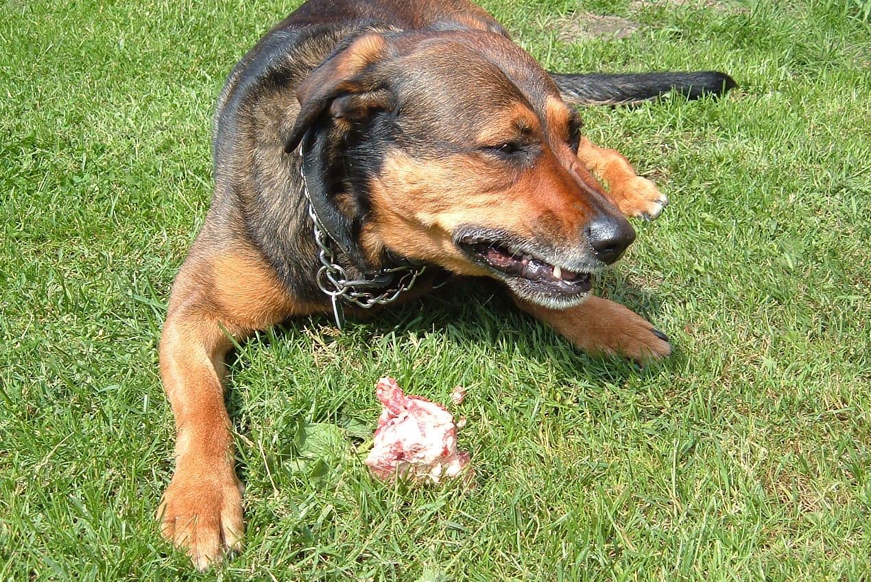 Futteraggression selbst gemacht? Hundeschule Bremen