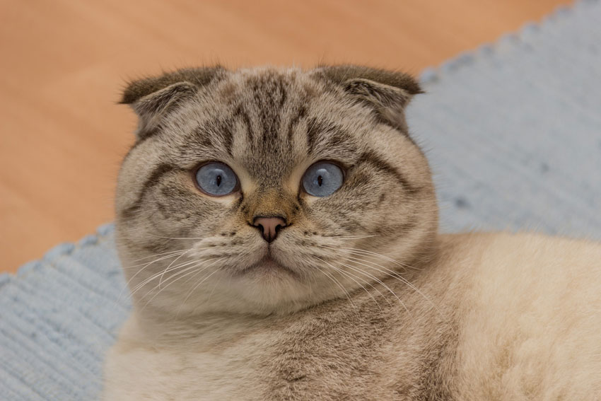 Die beliebtesten Katzenrassen