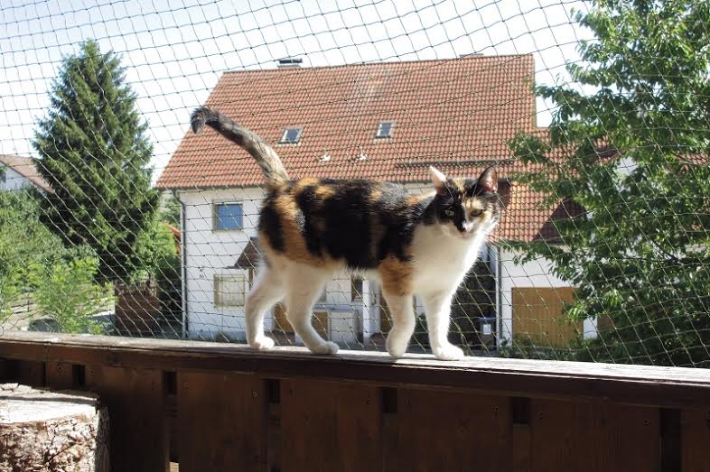 Tipps zur Katzenanschaffung Teil 1