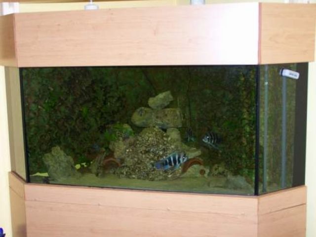 Aquarien und Zubehoer Kleinanzeigen Aquarien und
