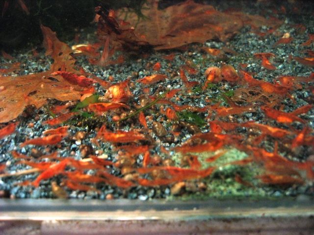 Fische Kleinanzeigen Fische Annoncen Fische Inserate Fische