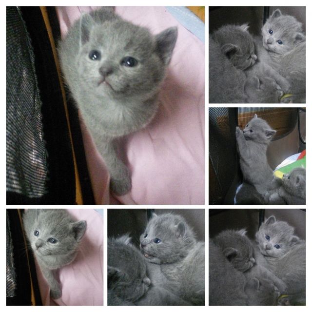 Russisch blau bildhübsche Kitten m.Stammbaum/Impfpass,ab August oder