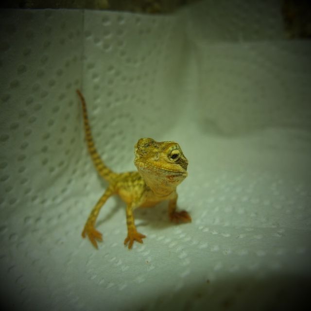 Nachwuchs Zwergbartagamen 3 Wochen alt Zwergbartagame Agame