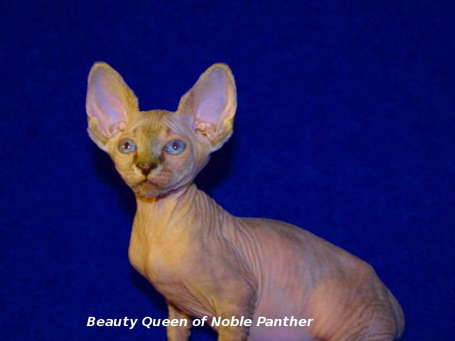 Canadian Sphynx Kätzchen