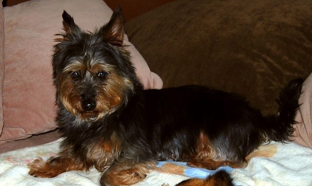 Flocki (YorkshireDackel Mix) aus dem Tierschutz sucht neues Zuhause