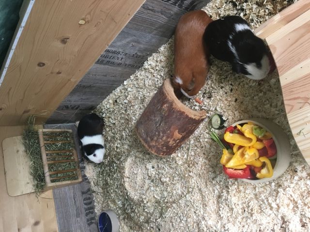 3 Meerschweinchen abzugeben.