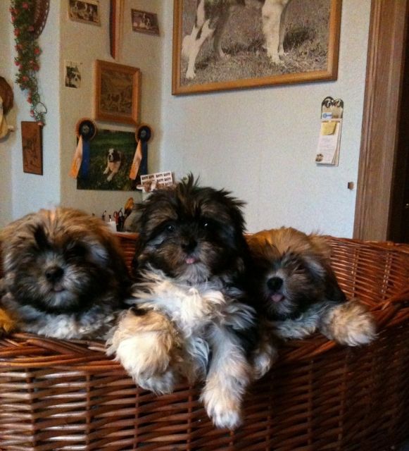 ShihTzu Mischling